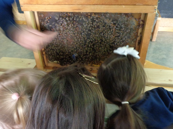 Visite d'un apiculteur
